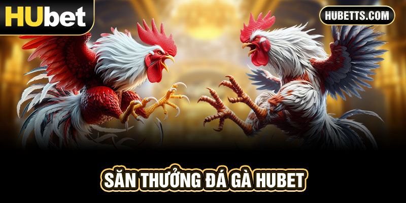 Sảnh thưởng đá gà nổi bật Hubet